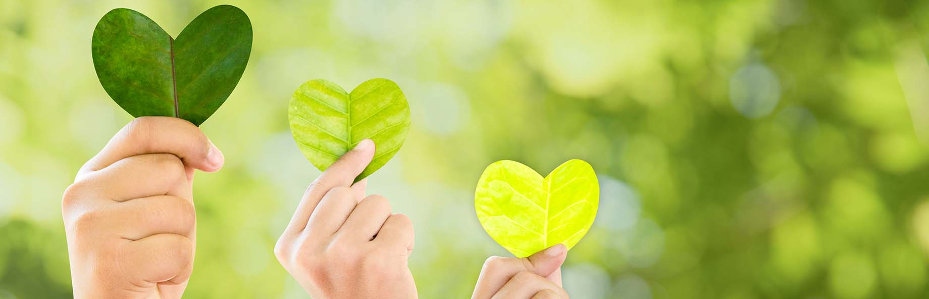 Hender som holder hjerteformede blader