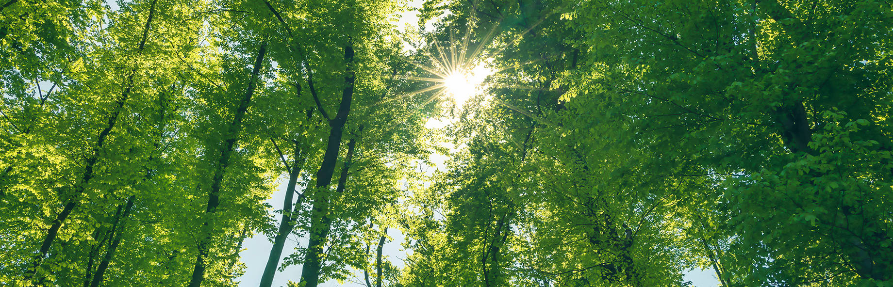 Sola skinner mellom trærne