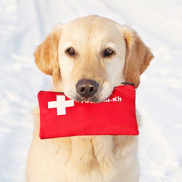 hund hund